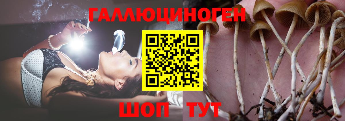 Галлюциногенные грибы GOLDEN TEACHER Приморско-Ахтарск